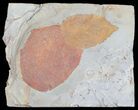 Two Paleocene Fossil Leaves (Zizyphoides & Beringiaphyllum) - Montana #55138-1
